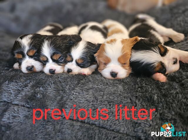 King Charles cavalier ( pure bred )