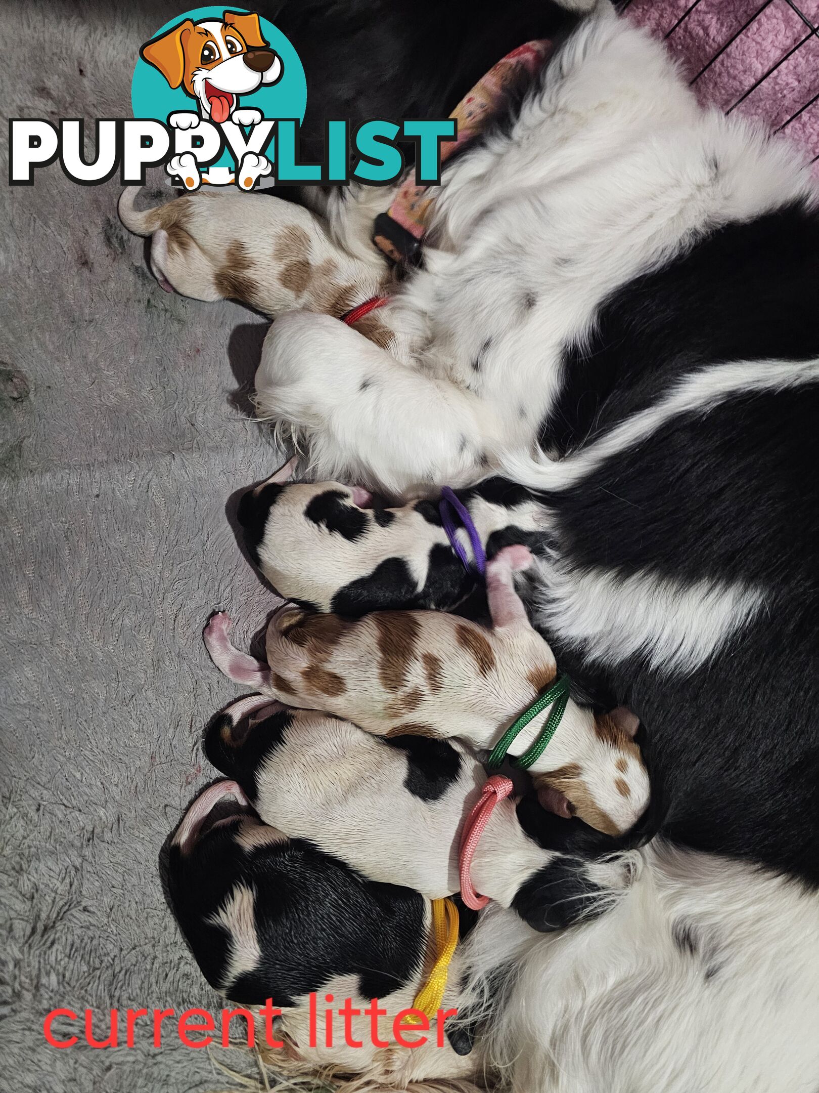 King Charles cavalier ( pure bred )