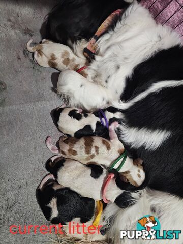 King Charles cavalier ( pure bred )