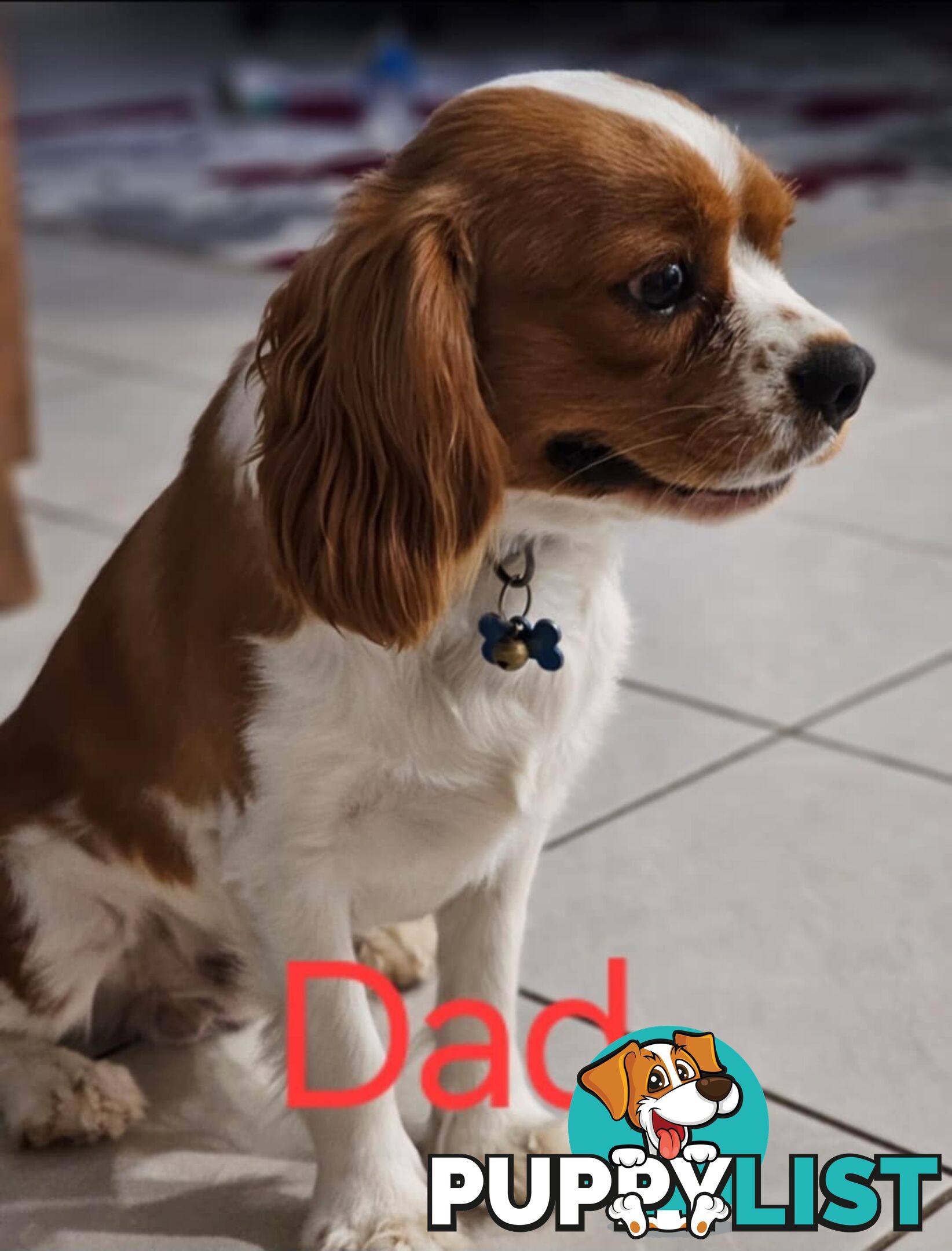 King Charles cavalier ( pure bred )