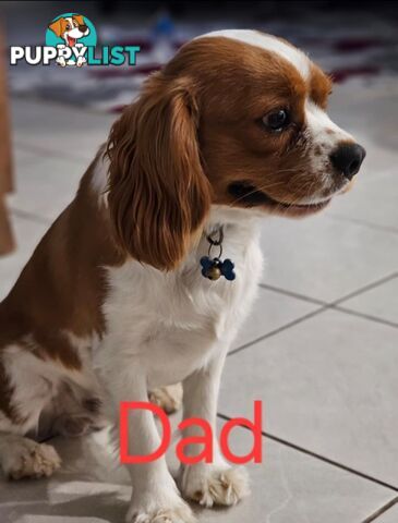 King Charles cavalier ( pure bred )