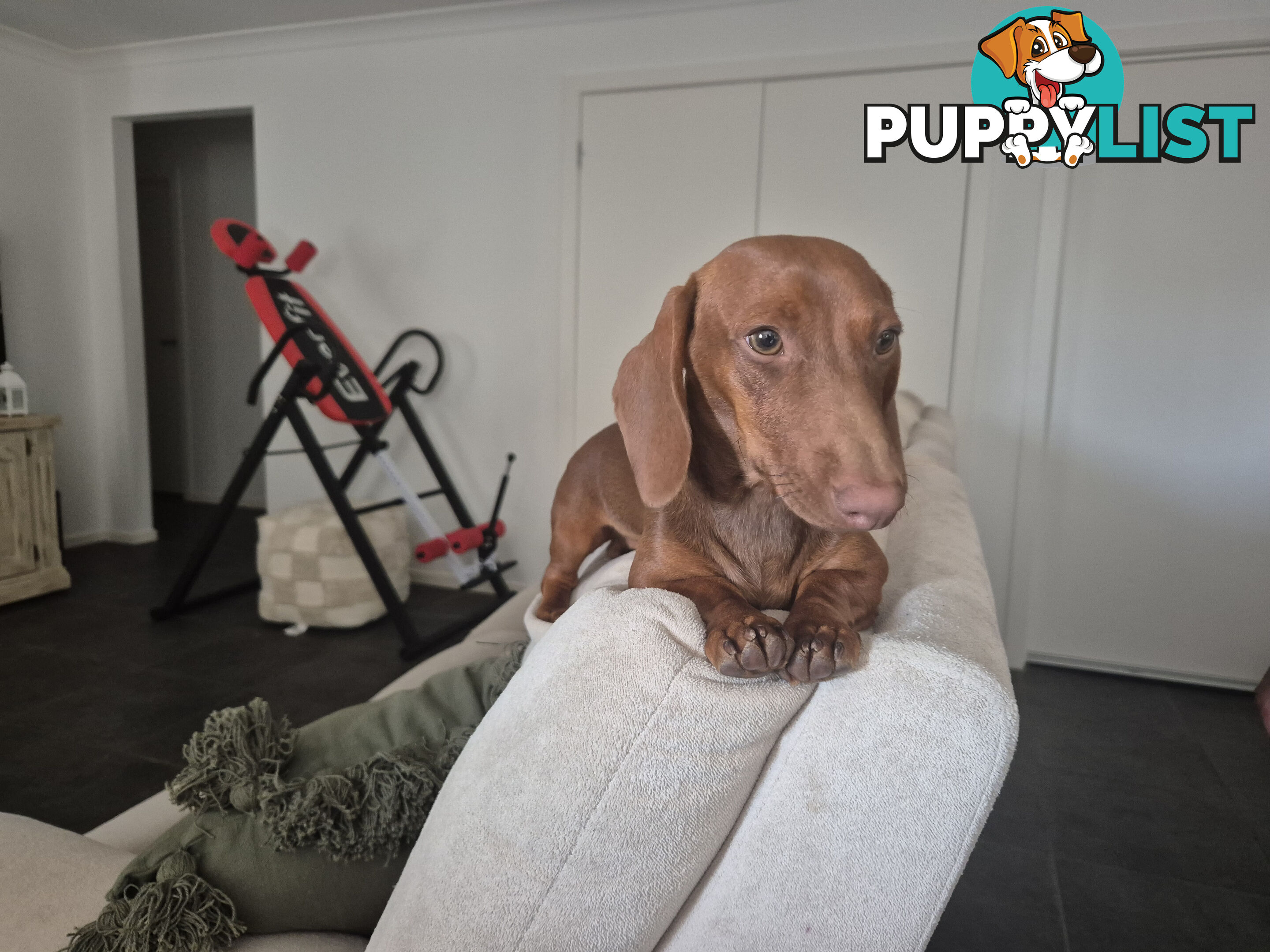 Male Mini Dachshund Pup 9 months old