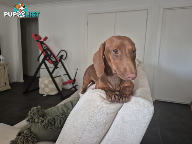 Male Mini Dachshund Pup 9 months old
