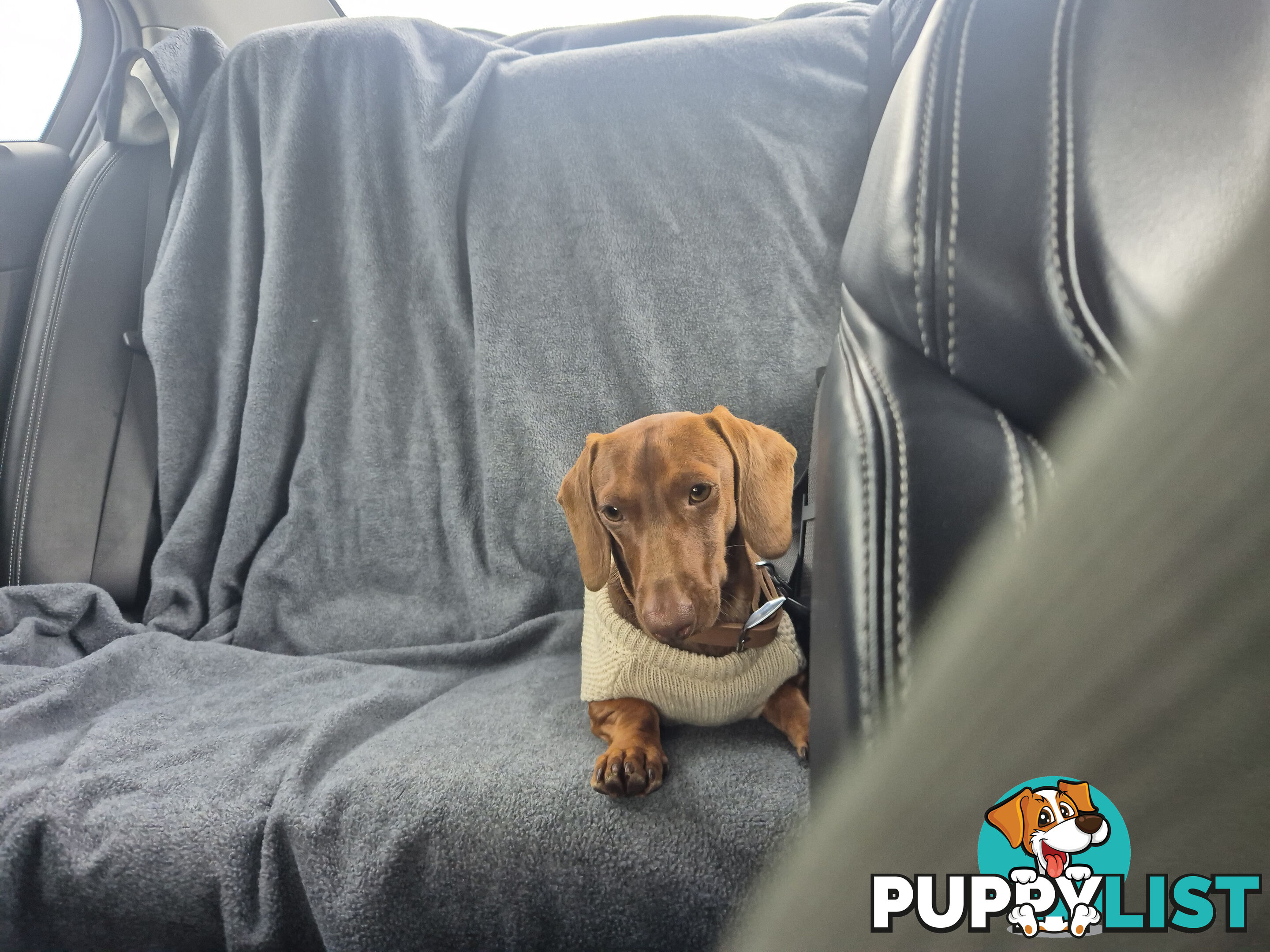 Male Mini Dachshund Pup 9 months old