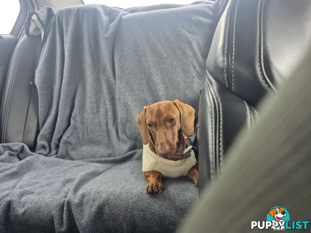 Male Mini Dachshund Pup 9 months old