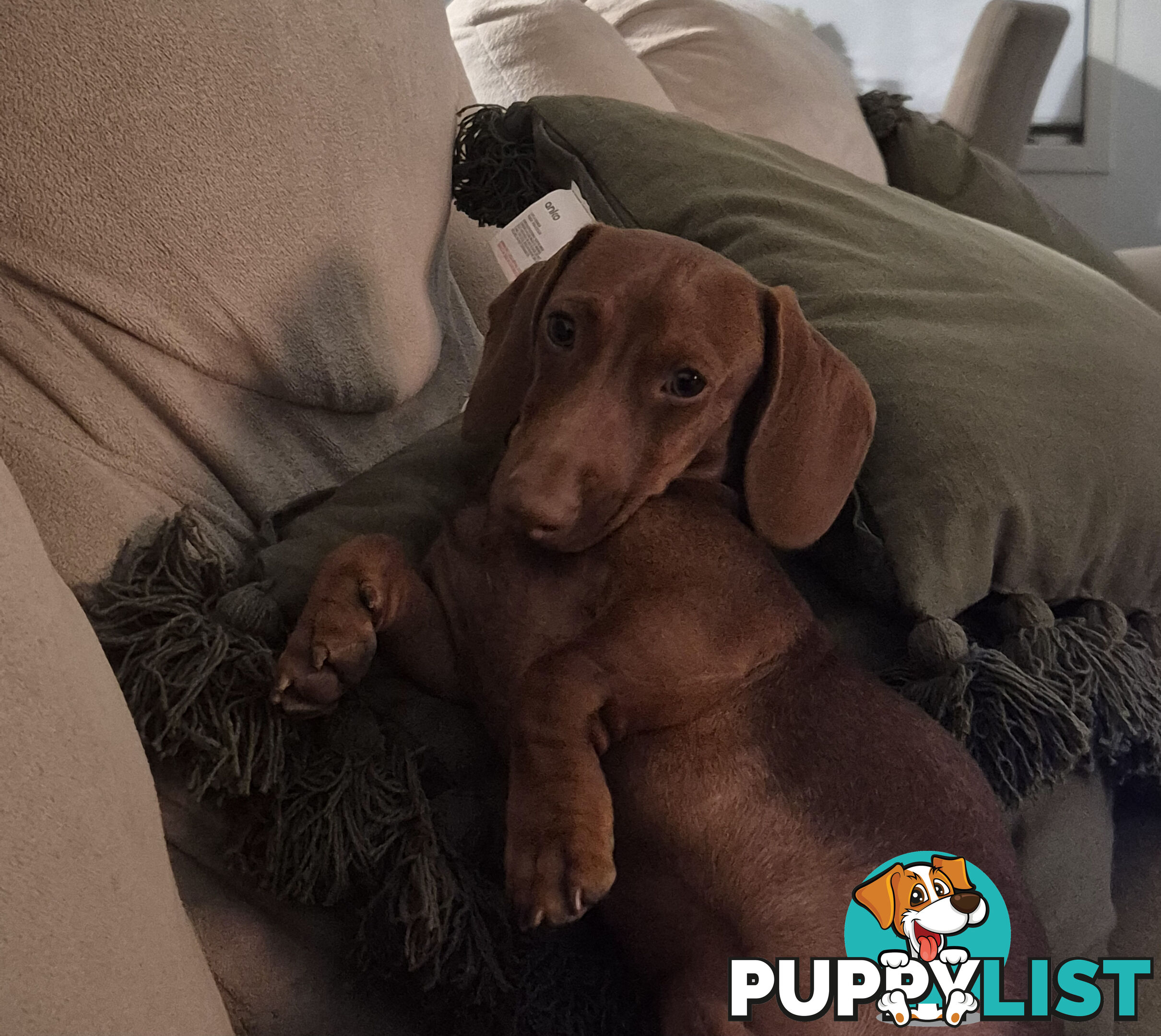 Male Mini Dachshund Pup 9 months old
