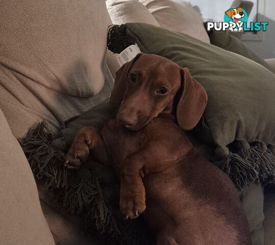 Male Mini Dachshund Pup 9 months old
