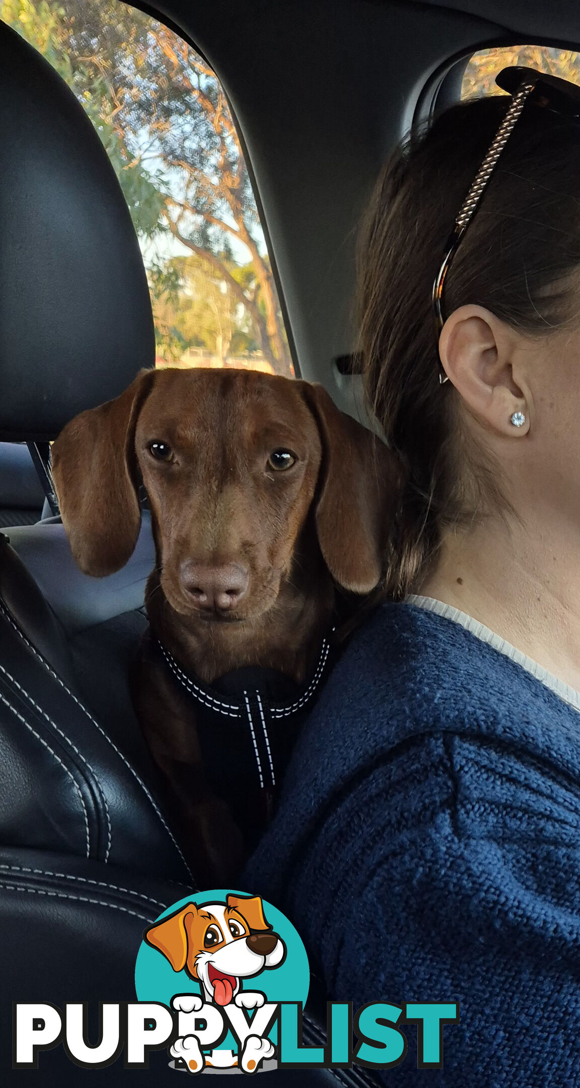Male Mini Dachshund Pup 9 months old