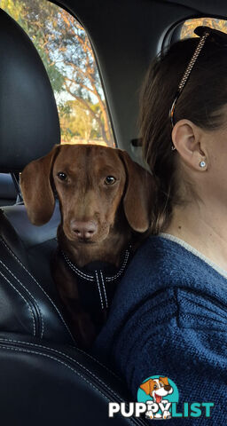 Male Mini Dachshund Pup 9 months old