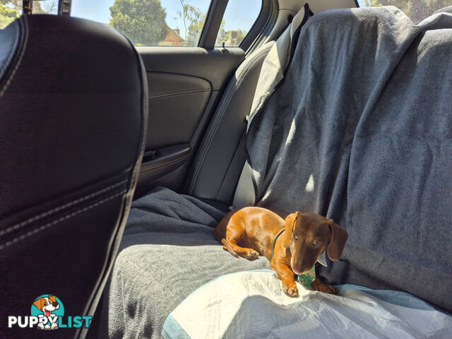 Male Mini Dachshund Pup 9 months old