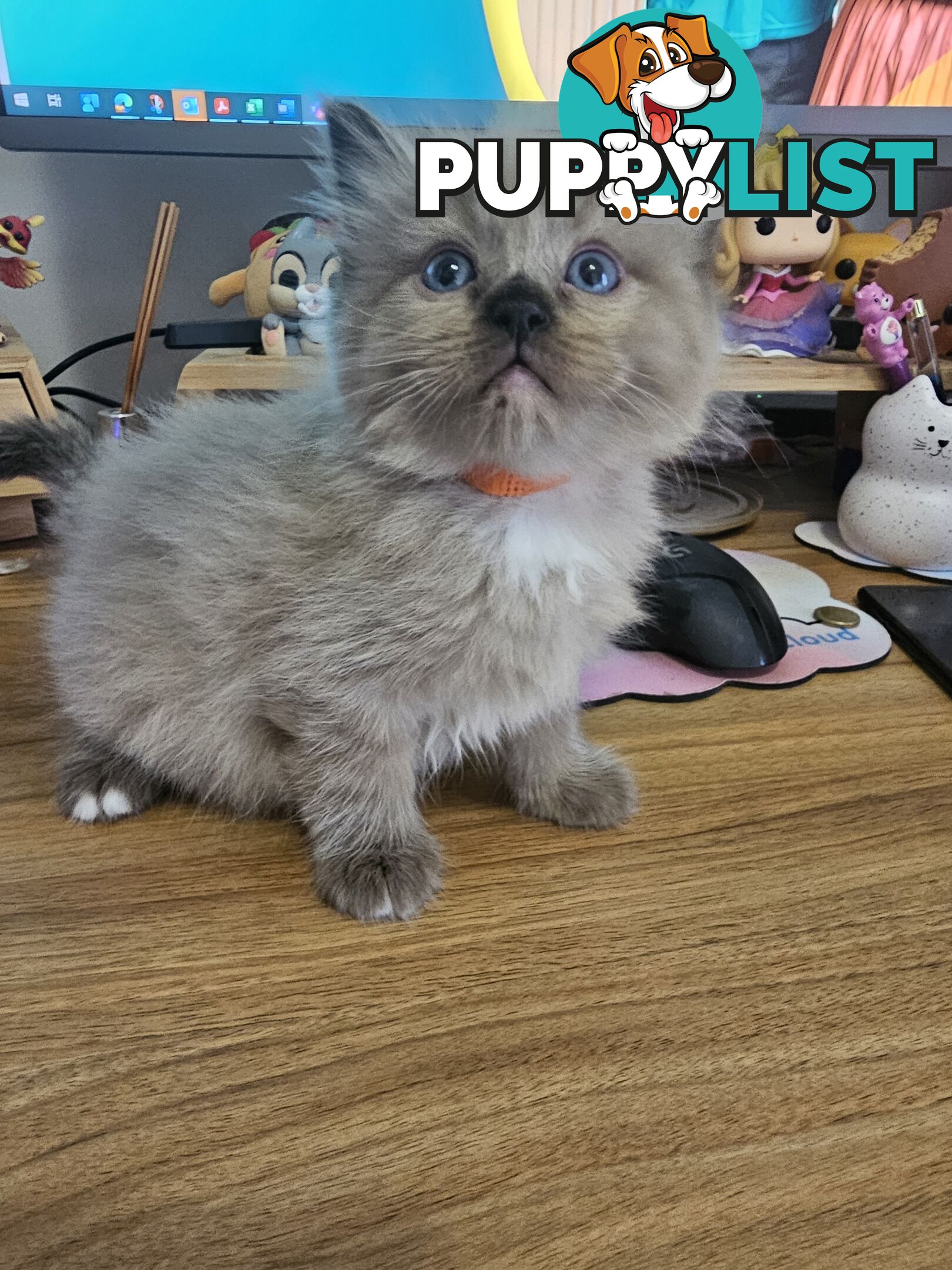 Ragdoll Kittens purebred