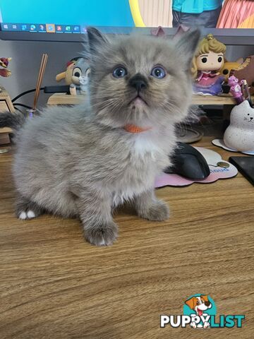 Ragdoll Kittens purebred