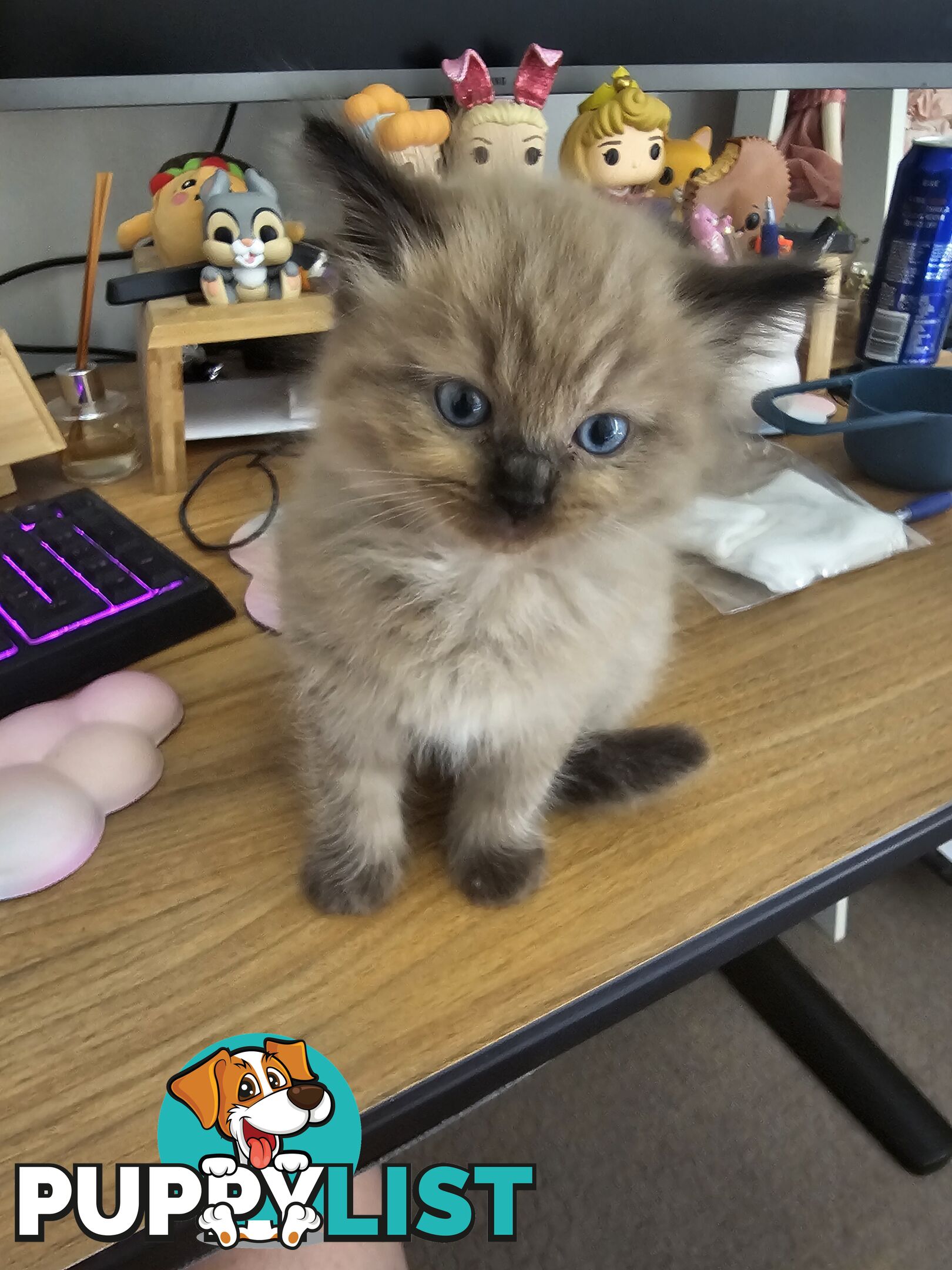 Ragdoll Kittens purebred