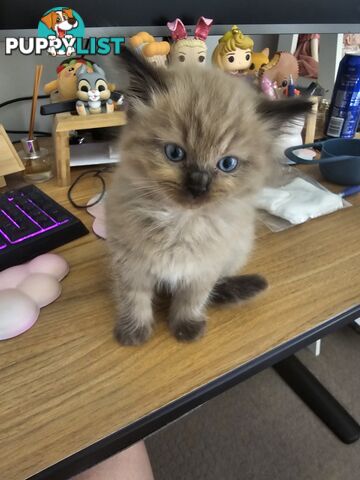 Ragdoll Kittens purebred