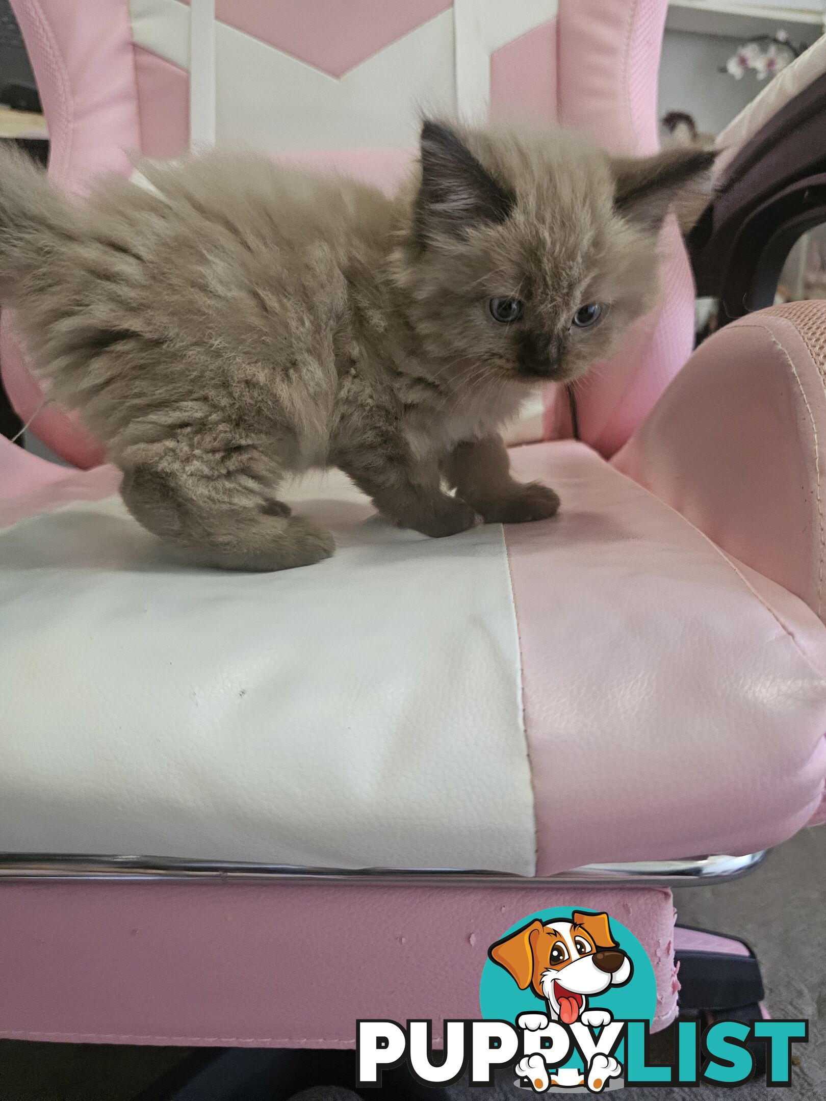 Ragdoll Kittens purebred