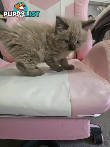 Ragdoll Kittens purebred