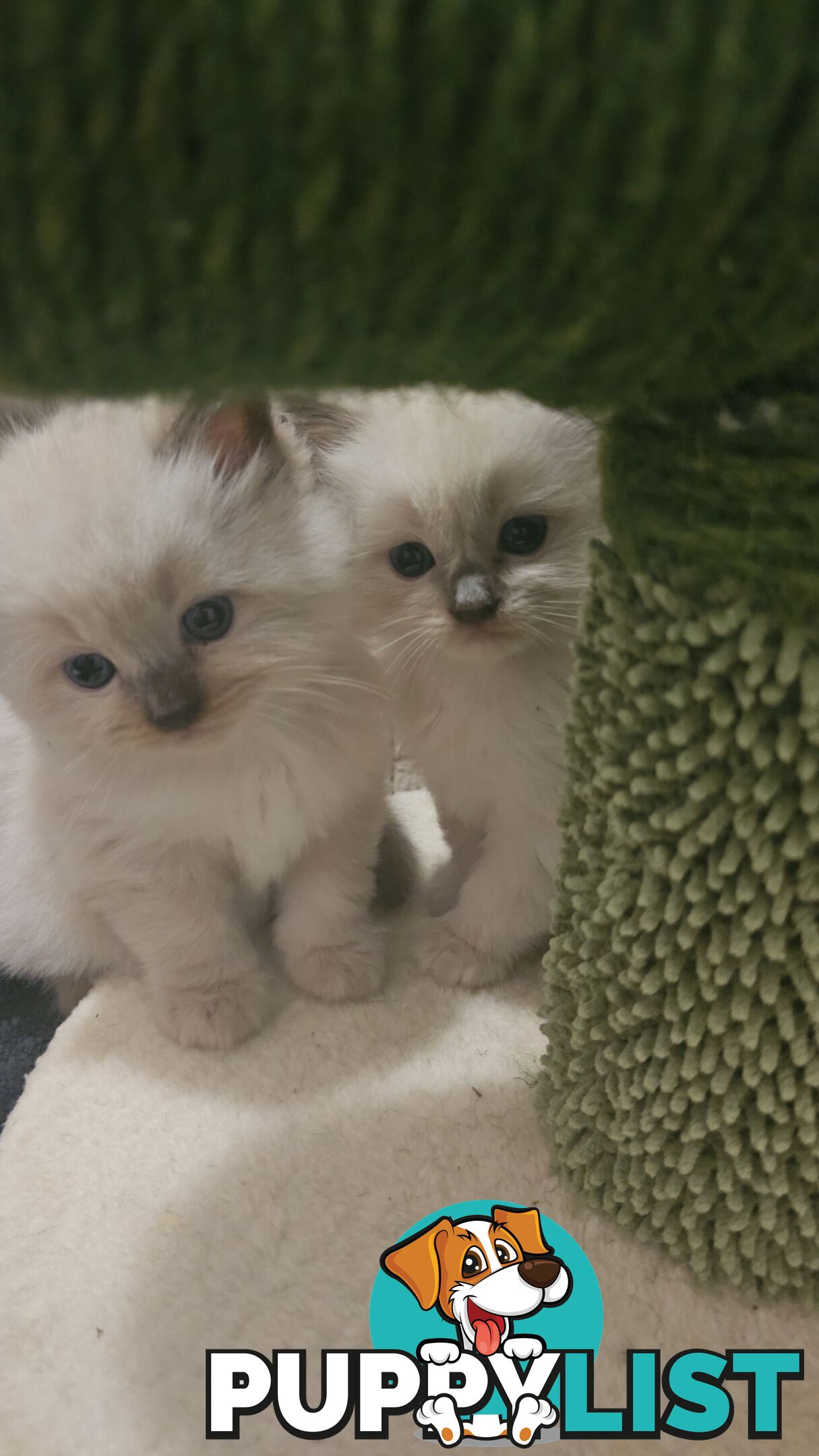 Ragdoll Kittens purebred