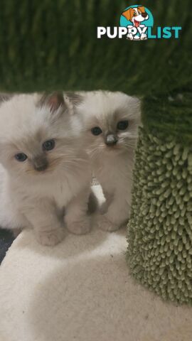 Ragdoll Kittens purebred