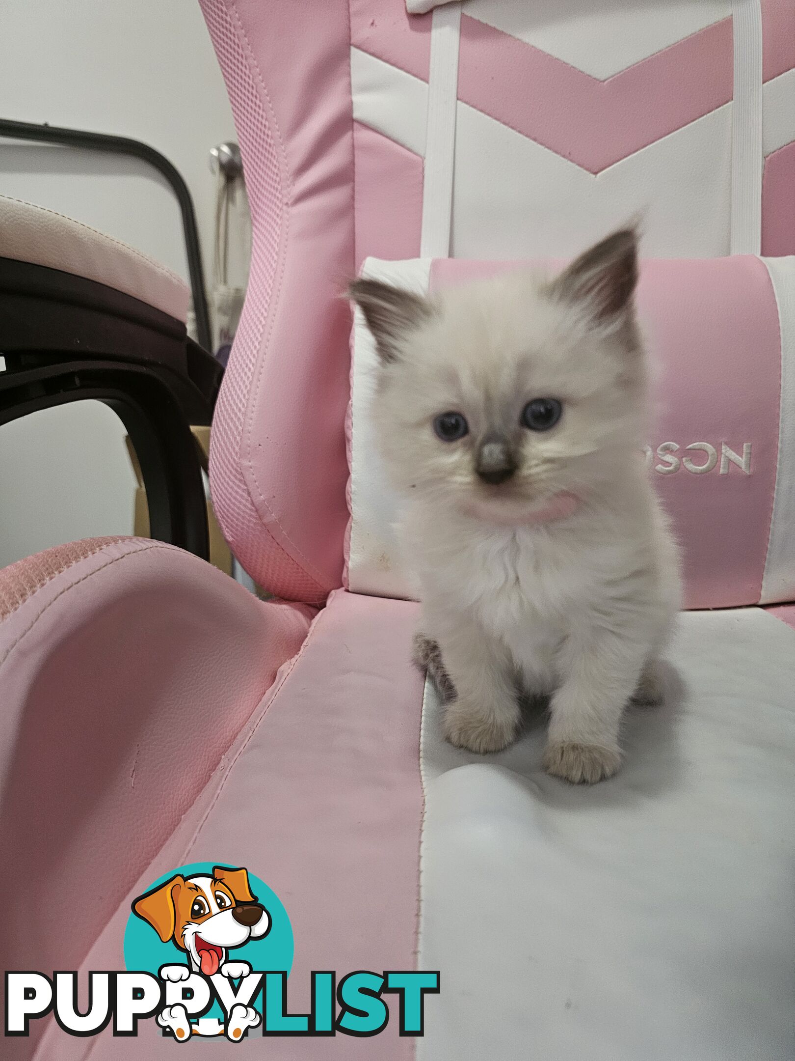 Ragdoll Kittens purebred