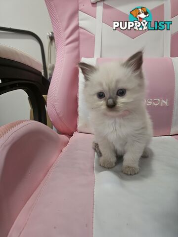 Ragdoll Kittens purebred