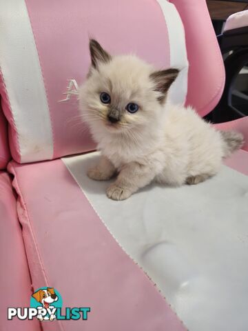 Ragdoll Kittens purebred
