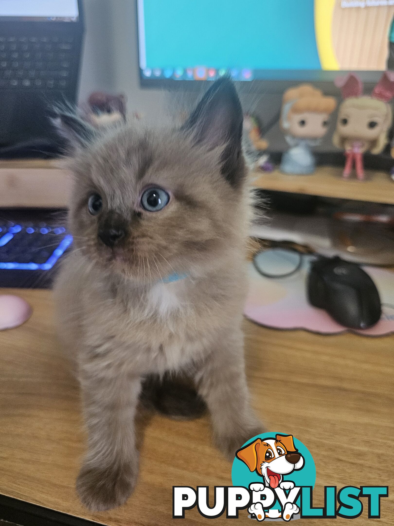 Ragdoll Kittens purebred