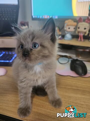 Ragdoll Kittens purebred