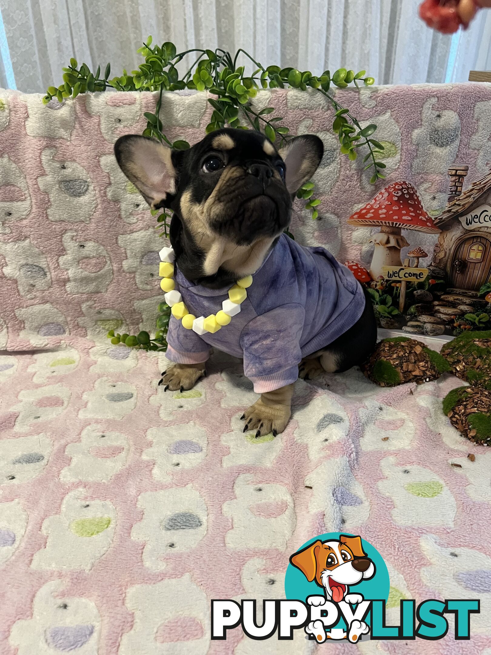 Beautiful pedigree French bulldog puppies