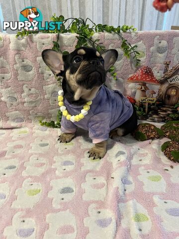 Beautiful pedigree French bulldog puppies