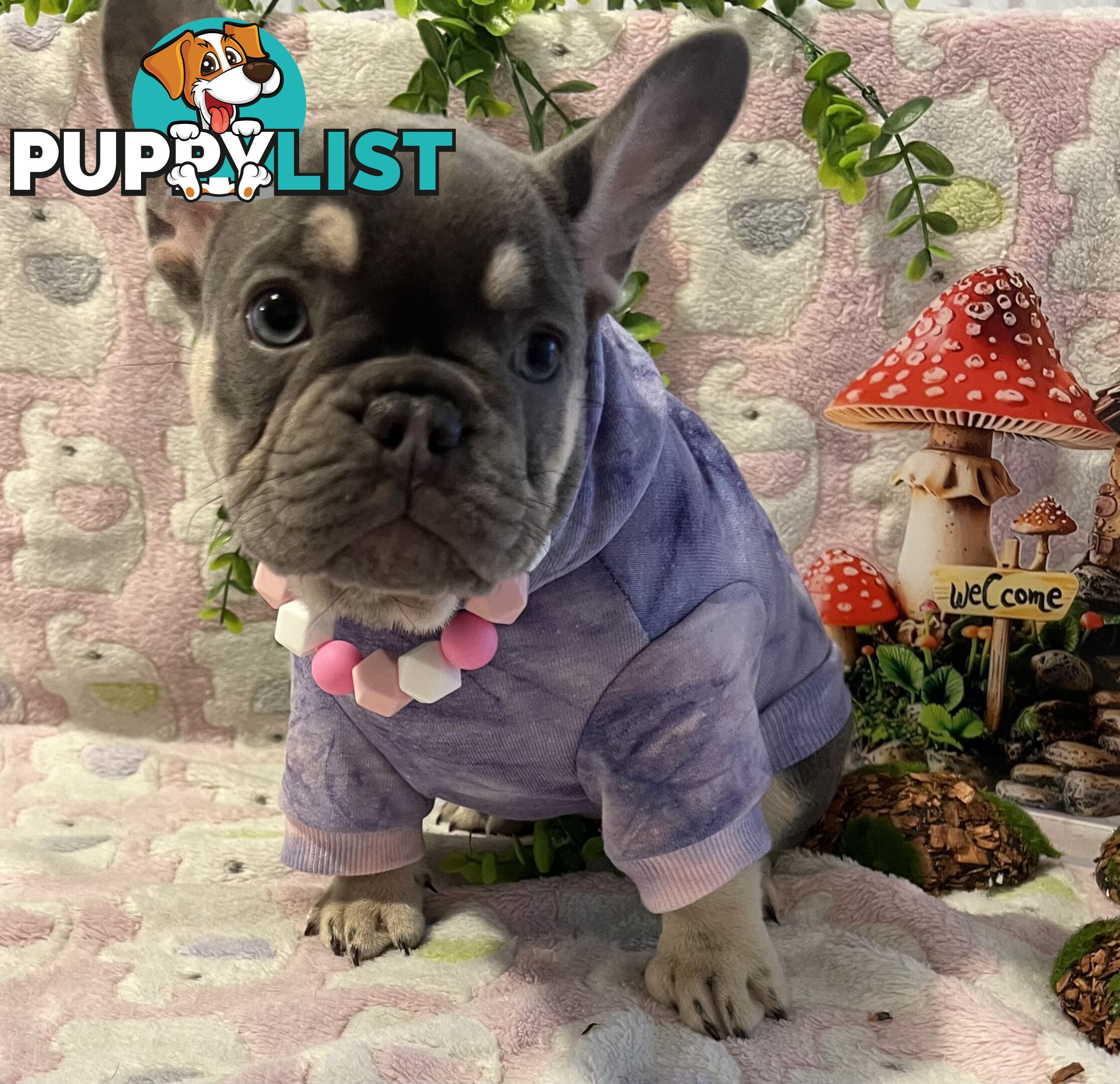 Beautiful pedigree French bulldog puppies