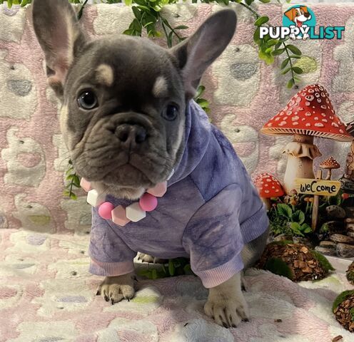 Beautiful pedigree French bulldog puppies
