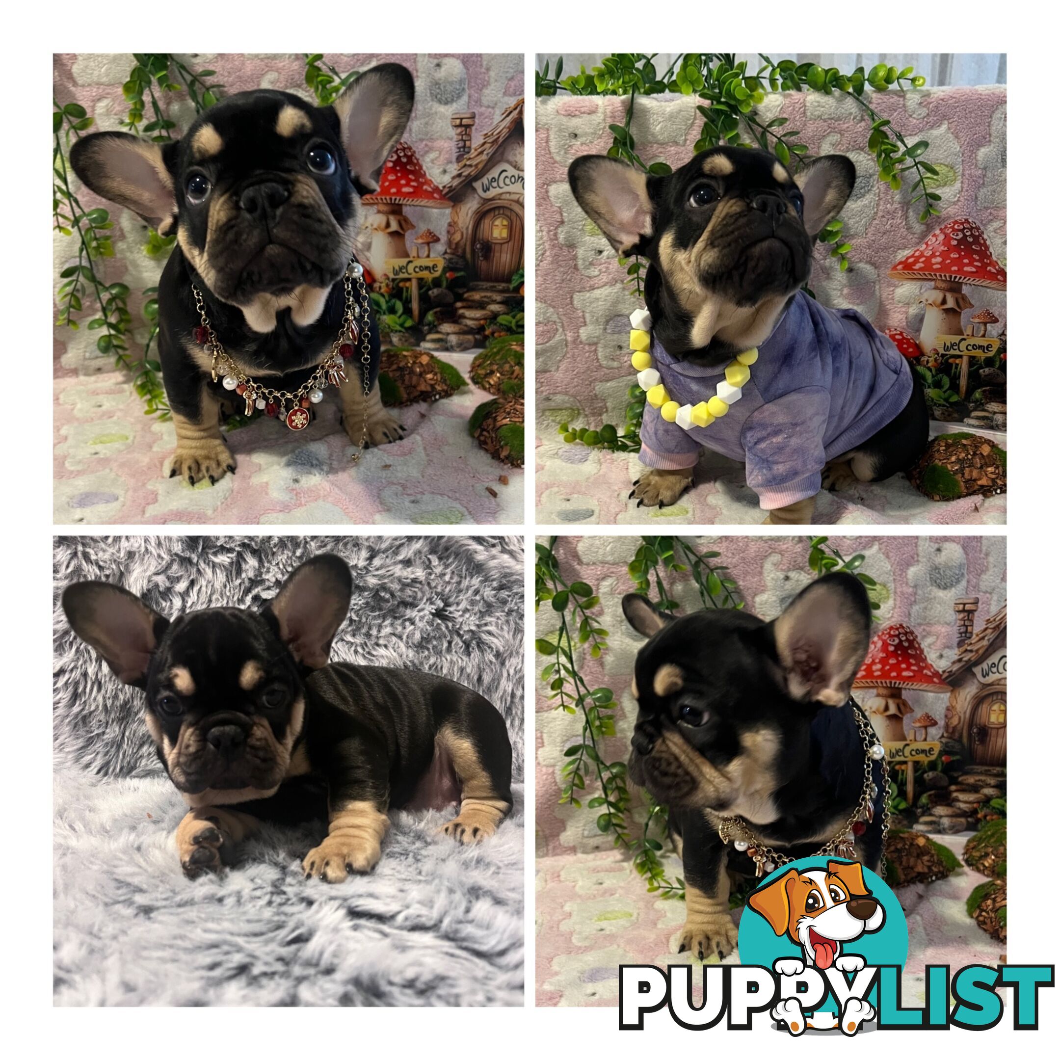 Beautiful pedigree French bulldog puppies
