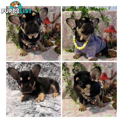 Beautiful pedigree French bulldog puppies