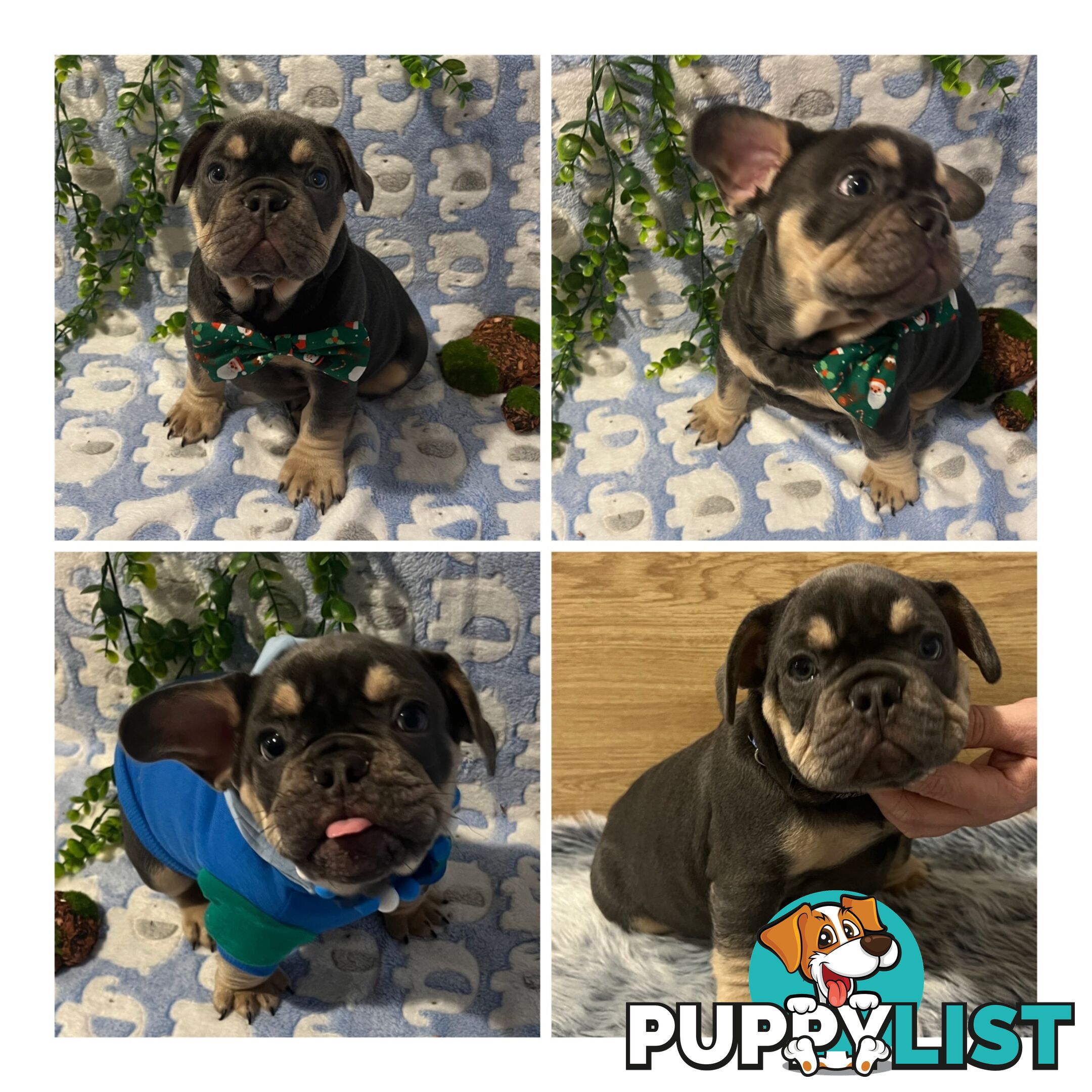 Beautiful pedigree French bulldog puppies