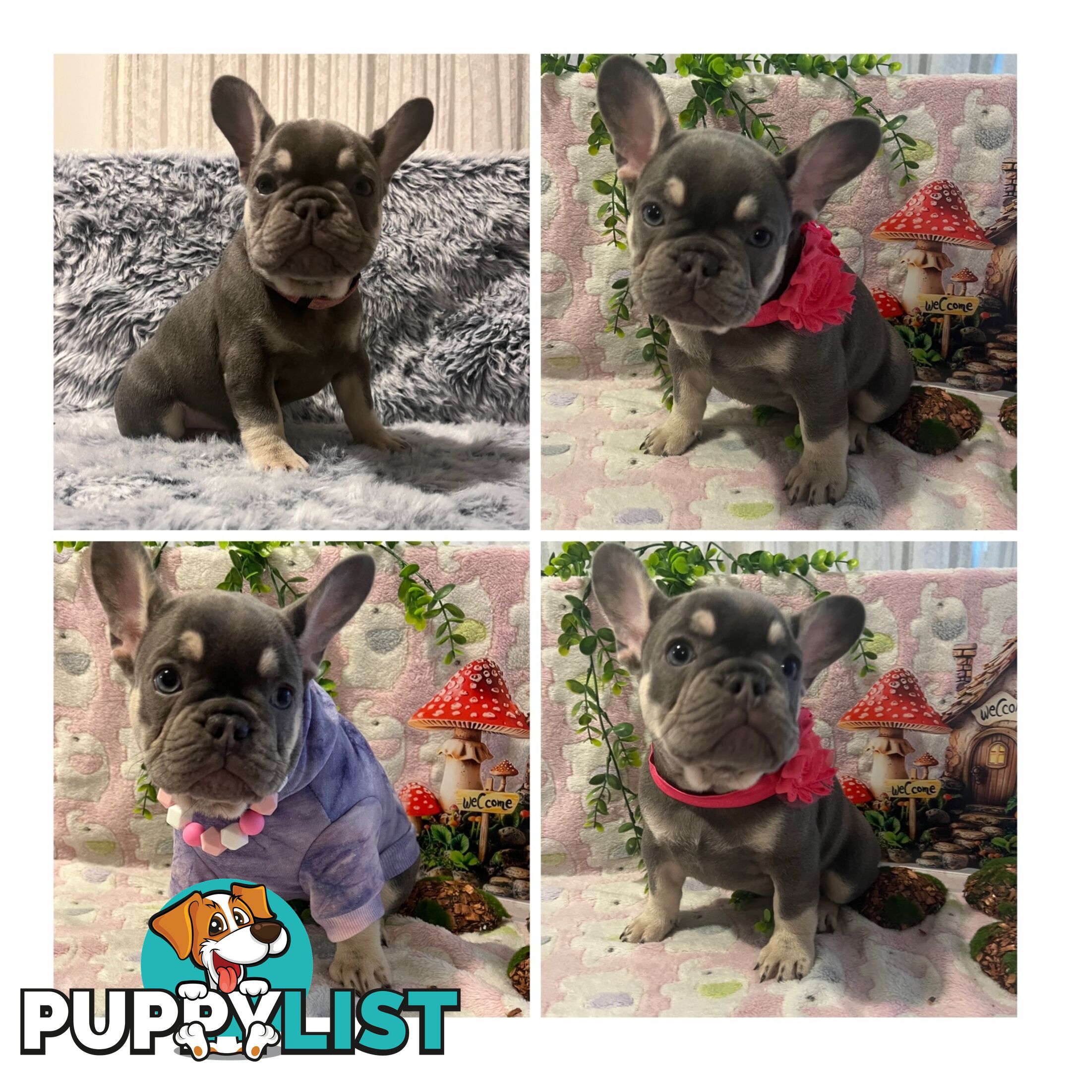 Beautiful pedigree French bulldog puppies