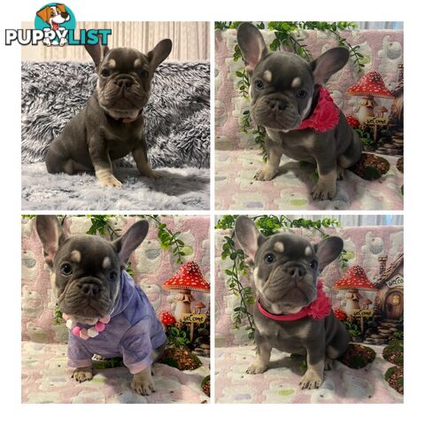 Beautiful pedigree French bulldog puppies