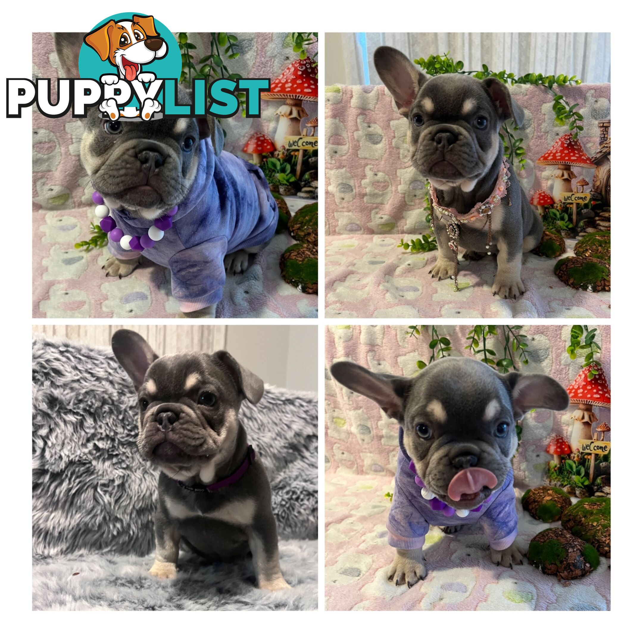 Beautiful pedigree French bulldog puppies