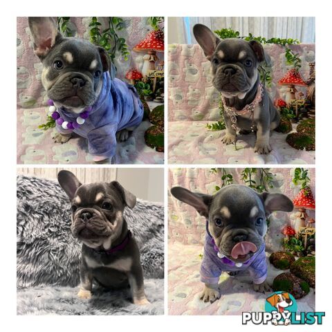 Beautiful pedigree French bulldog puppies