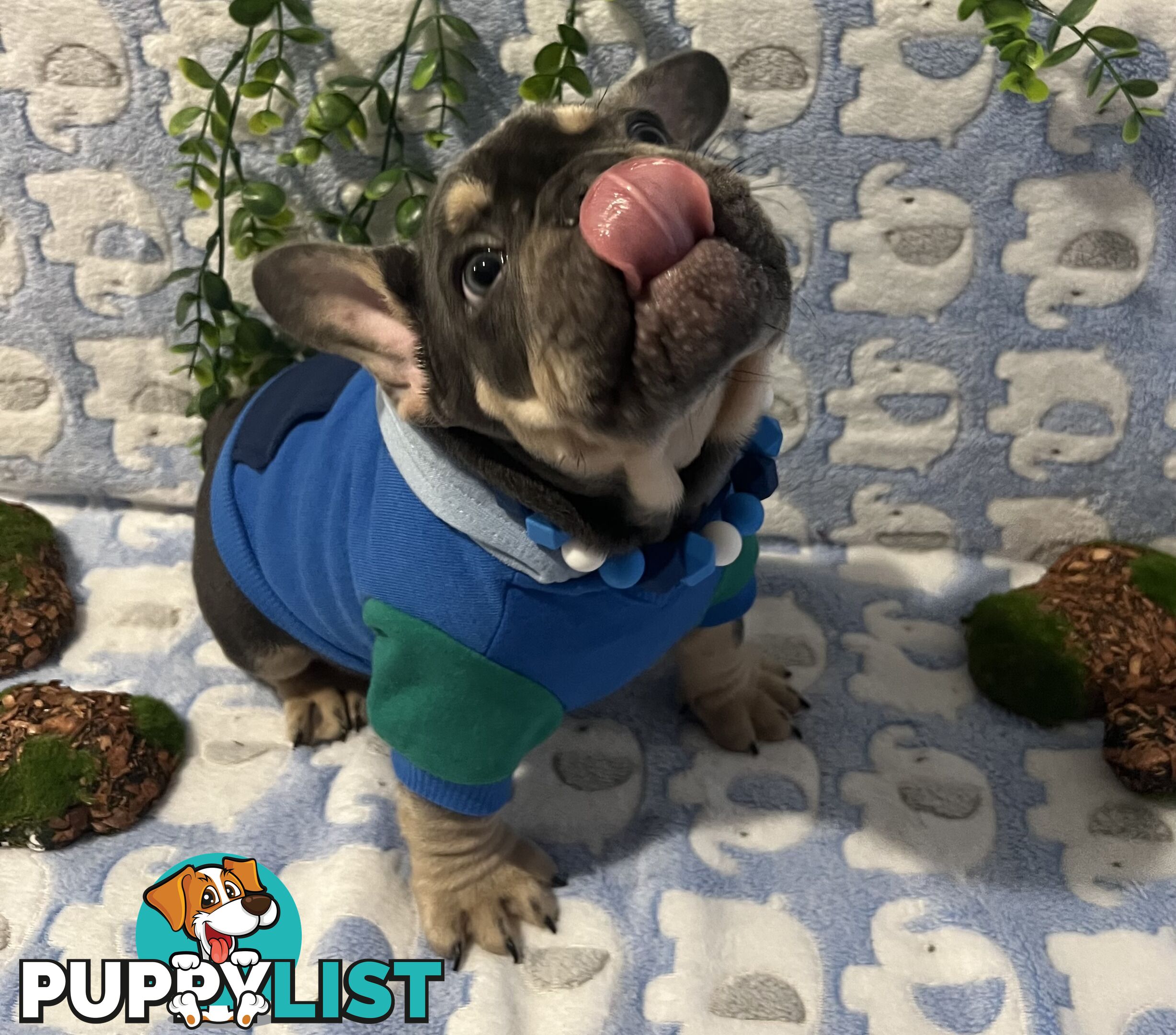 Beautiful pedigree French bulldog puppies