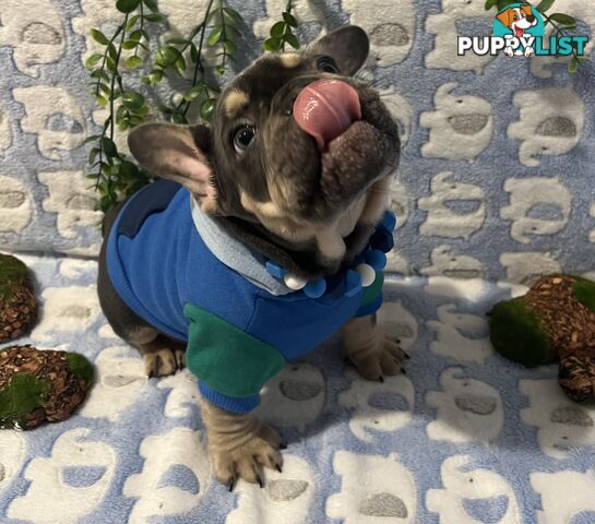 Beautiful pedigree French bulldog puppies