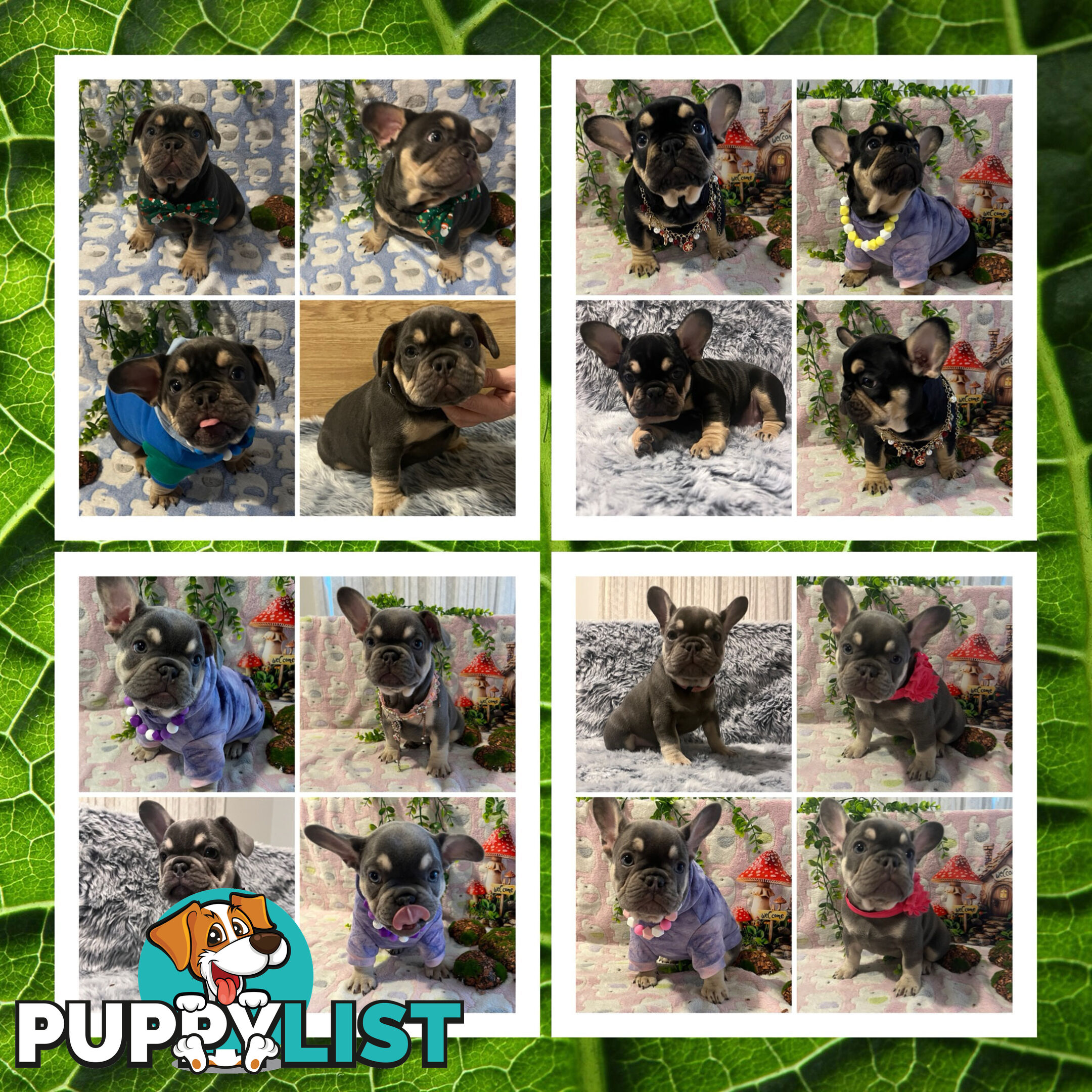 Beautiful pedigree French bulldog puppies