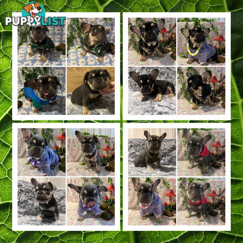 Beautiful pedigree French bulldog puppies
