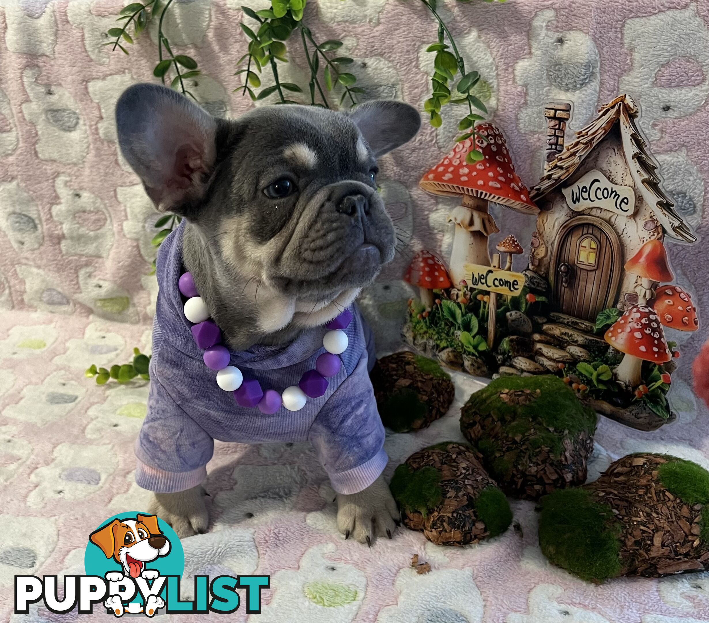 Beautiful pedigree French bulldog puppies