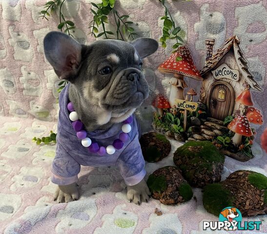 Beautiful pedigree French bulldog puppies
