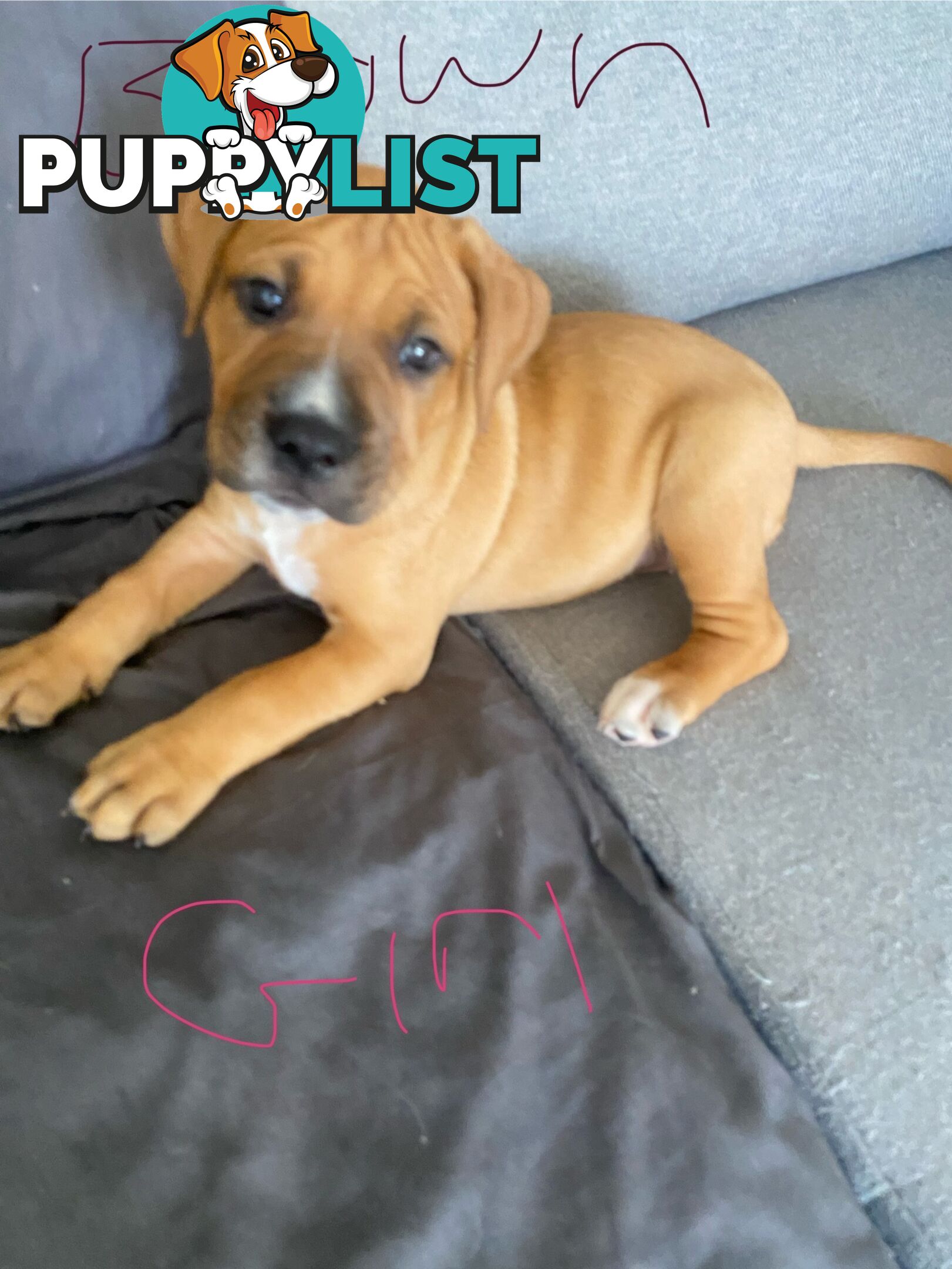 Gorgeous Staffy x puppies - ready to go