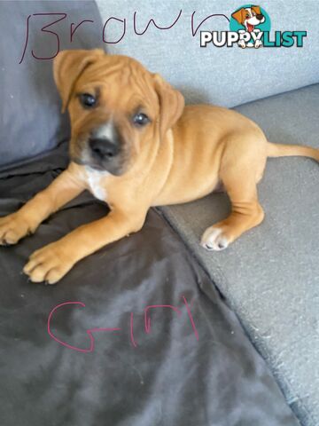 Gorgeous Staffy x puppies - ready to go