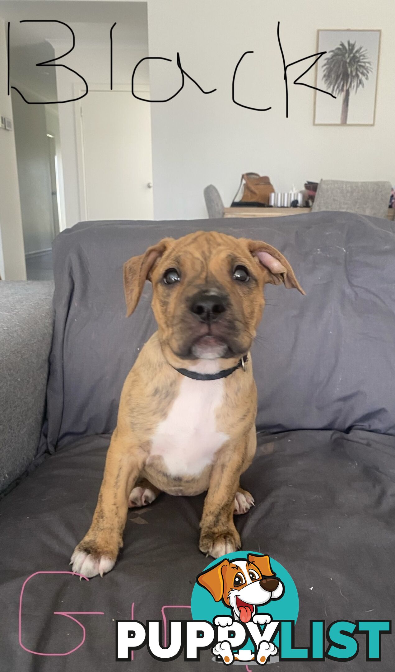 Gorgeous Staffy x puppies - ready to go