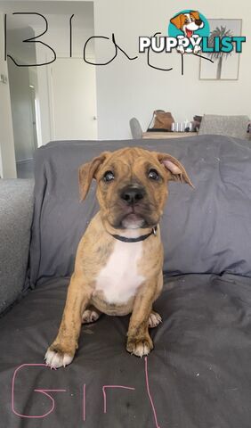 Gorgeous Staffy x puppies - ready to go