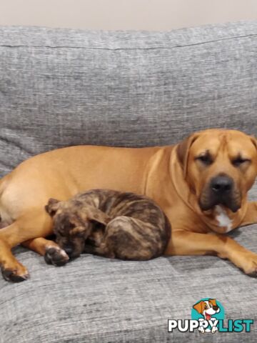 Gorgeous Staffy x puppies - ready to go