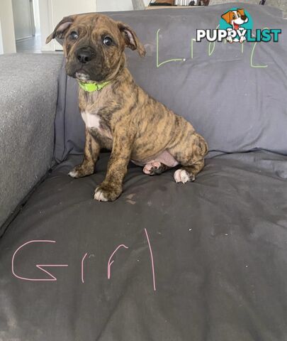 Gorgeous Staffy x puppies - ready to go